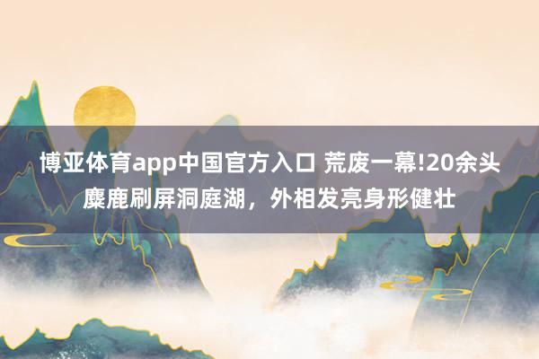 博亚体育app中国官方入口 荒废一幕!20余头麋鹿刷屏洞庭湖，外相发亮身形健壮