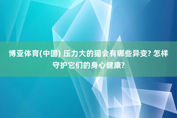 博亚体育(中国) 压力大的猫会有哪些异变? 怎样守护它们的身心健康?